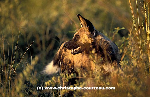 African Wild Dog