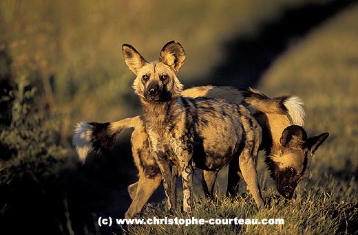 Couple de lycaons en fin de journe sur une piste