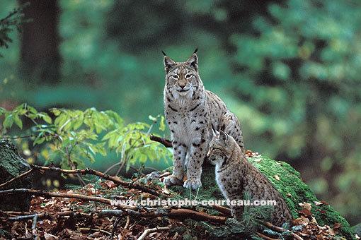 European Lynx, female & her cub