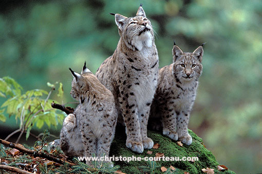 European Lynx, female with her two cubs