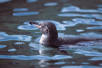 Manchot des Galapagos / Endmique