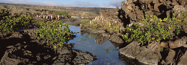 Mangrove rouge  Genovesa