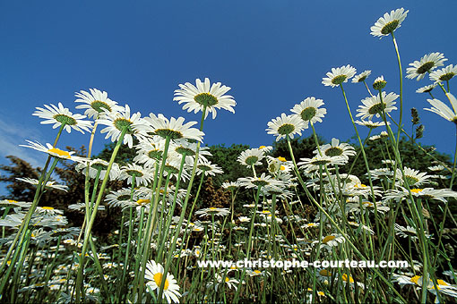 Photo de Grandes Marguerites , vue d'insecte