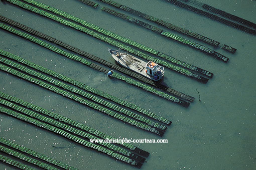 Oster beds - Low Tide / Marennes-Olron area