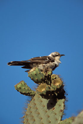 Galapagos Mockingbird / Santa F