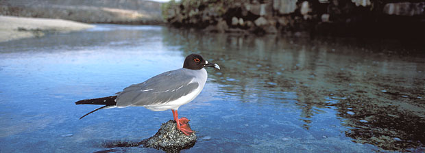 Mouette à queue fourchue / Genovesa, marée montante