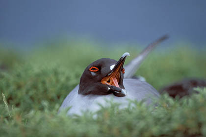 Mouette  queue fourchue. Appel conjoint sur le nid.