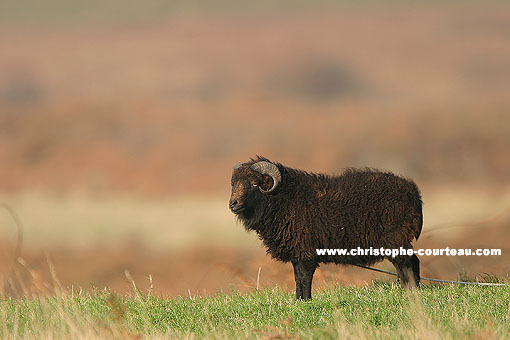 The black Sheep of Ouessant. Almost extinct.