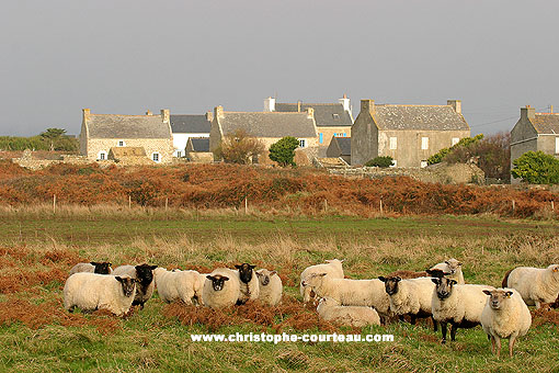 Moutons, pturent en libert  Ouessant