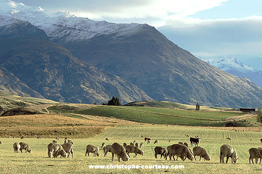 Sheep Farming. Near Queenstown