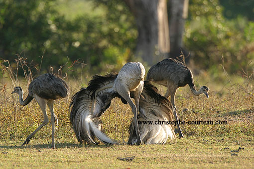 Greater Rheas. Courtship Display between males