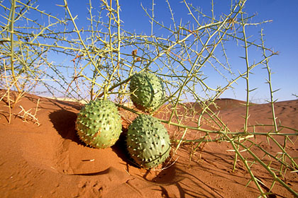 Nara. Concombre du dsert. Namib