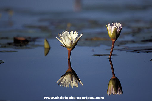 Fleurs de nénuphars dans un lagon