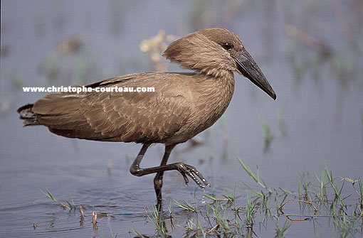 Hamerkop - Khwai River