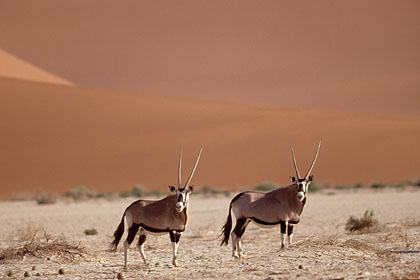 Oryx dans les dunes du dsert du Namib