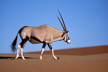 Gemsbok walking on the dunes of the Namib Desert