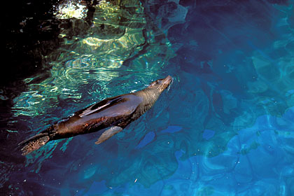 Otarie des Galapagos nage dans une piscine naturelle à marée haute