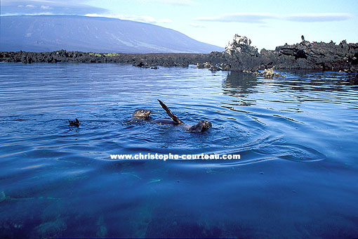 Otaries se baignant devant les paysages volcaniques de Fernandina