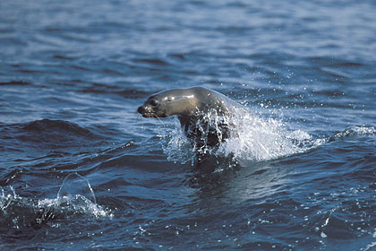 Otarie des Galapagos : spot de surf à Seymour