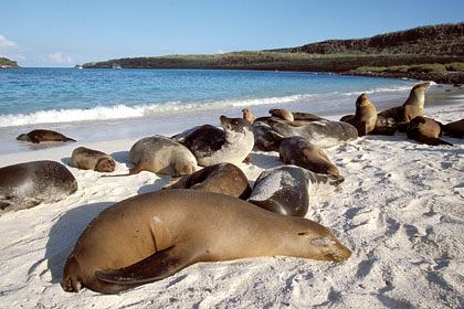 Otaries sur l'le de Santa F