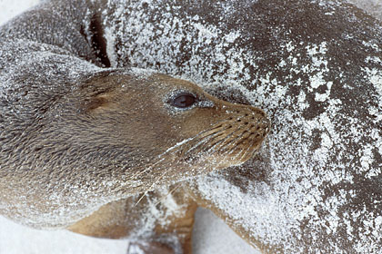 Jeune otarie des Galapagos. Tte sa mre