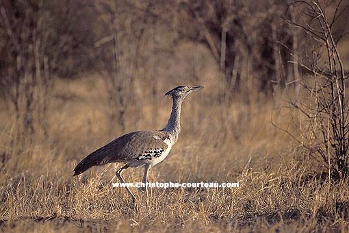 Kori Bustard, foraging