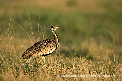 Black Bellied Bustard - male