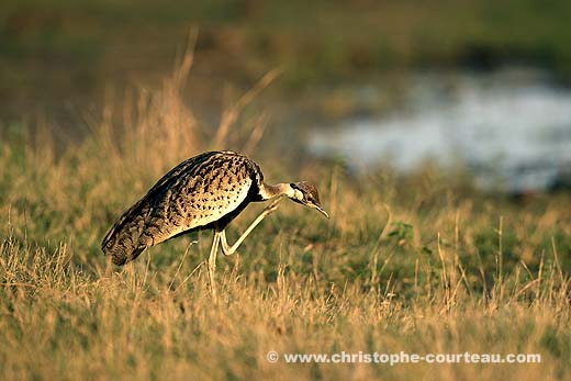 Black-Bellied Bustard - male