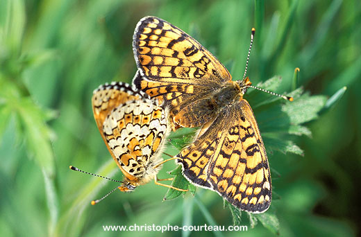 Butterfly mating