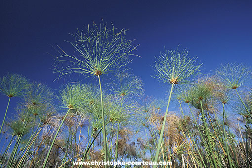 Papyrus in the permanent swamp of the Okavango