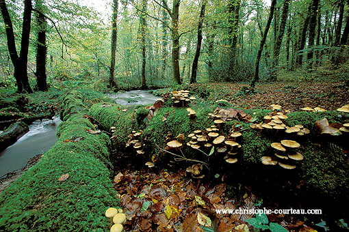 Paysage d'automne en fort domaniale de Carnot