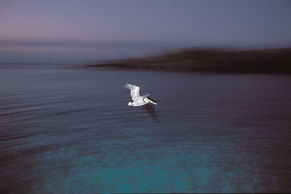 Brown Pelican. Flying at dusk at Santa Fe