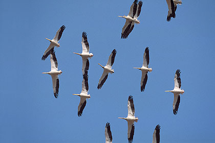 African White Pelicans