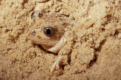 Western Spadefoot