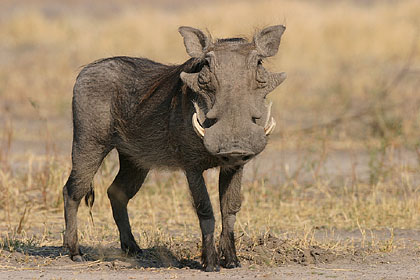 Warthog