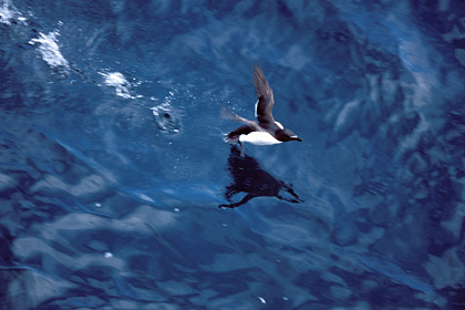 Pingouin torda au dcollage sur l'eau