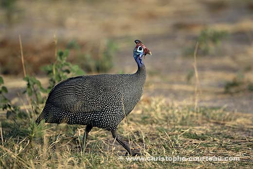 Helmeted Guineafowl