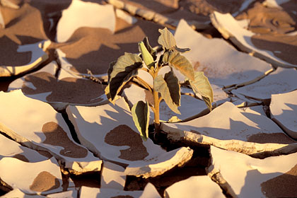 Plante dans la plaine argileuse de Sossusvlei. Désert du Namib