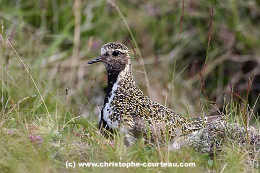 Pluvier dor. Oiseau nicheur en Islande.