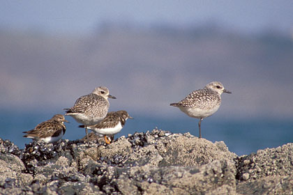 Pluviers argentés. Marée basse. Bretagne
