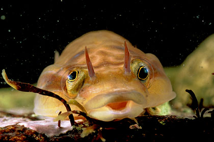 Poisson : Lépadogaster de Gouan