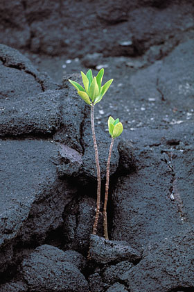 Jeune pousse de Mangrove dans un champ de lave