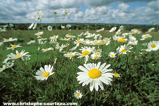 Massif sauvage de Grandes Marguerites