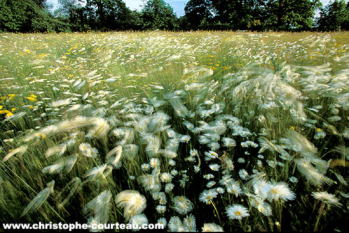 Champ de Grandes Marguerites agitées par le vent