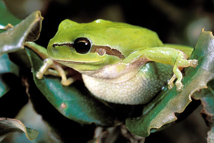 Rainette méridionale dans des feuilles de chêne vert