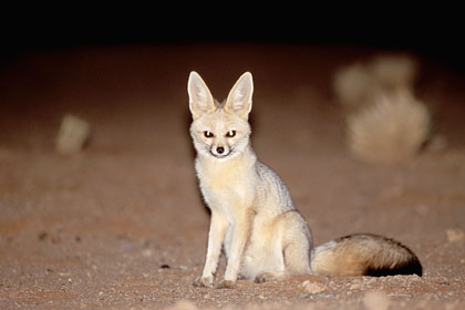 Renard du Cap la nuit dans le dsert du Namib