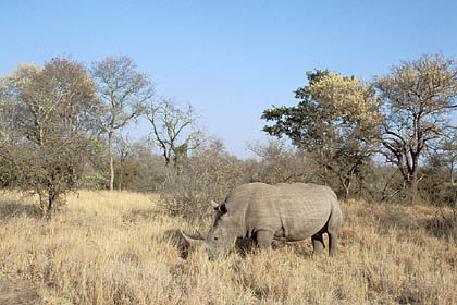 Rhinoceros blanc