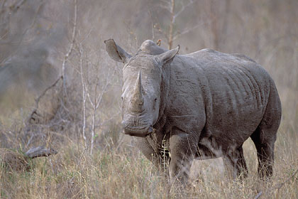 White Rhino