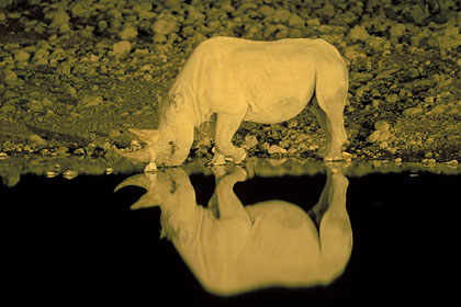 Black Rhino at water hole by night / Etosha