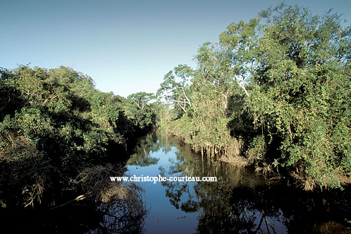 Paysage de forêt marécageuse au Pantanal